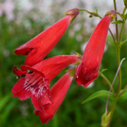 Penstemon Windsor Red